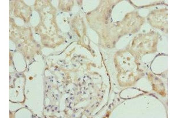 LELP1 antibody  (AA 1-98)