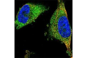 Immunofluorescent staining of U-251 MG cell line with antibody shows positivity in cytosol (green). (FNTA antibody)