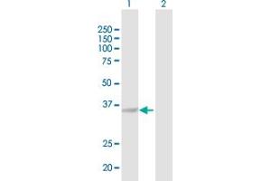 Western Blot analysis of AKR1C4 expression in transfected 293T cell line by AKR1C4 MaxPab polyclonal antibody. (AKR1C4 antibody  (AA 1-323))