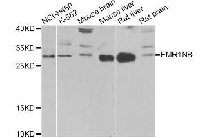 Western blot analysis of extracts of various cell lines, using FMR1NB Antibody (ABIN1876396) at 1:1000 dilution. (FMR1NB antibody)