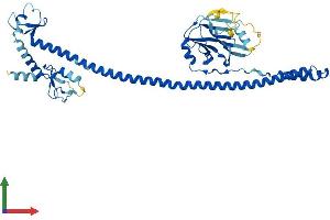 Protein Structure (PS) image for Tripartite Motif Containing 43B (TRIM43B) (AA 1-446) protein (His tag) (ABIN7544769)