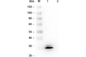 Western Blot of Mouse anti-GSTO1 Monoclonal Antibody. (GSTO1 antibody  (GST tag))