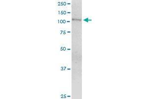 ECE1 MaxPab polyclonal antibody. (ECE1 antibody  (AA 1-770))