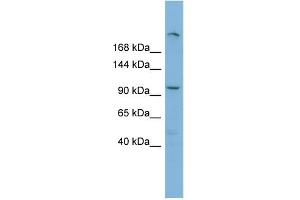 WB Suggested Anti-HERC4 Antibody Titration:  0. (HERC4 antibody  (Middle Region))