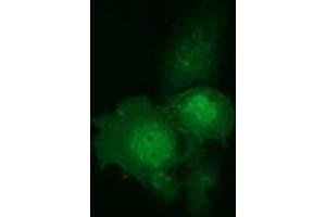 Anti-C9orf41 mouse monoclonal antibody (ABIN2452872) immunofluorescent staining of COS7 cells transiently transfected by pCMV6-ENTRY C9orf41 (RC205116). (C9orf41 antibody)