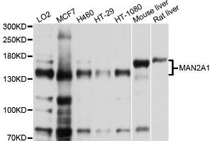 Western blot analysis of extracts of various cell lines, using MAN2A1 antibody (ABIN5998164) at 1/1000 dilution.