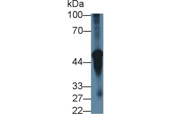 CHRNA3 antibody  (AA 32-240)