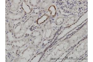 Immunoperoxidase of monoclonal antibody to ARID1B on formalin-fixed paraffin-embedded human kidney. (ARID1B antibody  (AA 1364-1460))