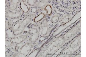 Immunoperoxidase of monoclonal antibody to ARID1B on formalin-fixed paraffin-embedded human kidney.