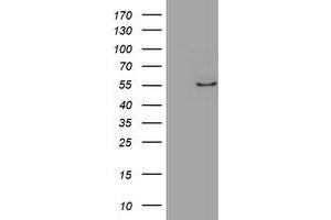 Image no. 1 for anti-Zinc Finger Protein 165 (ZNF165) (AA 165-485) antibody (ABIN1491001) (ZNF165 antibody  (AA 165-485))
