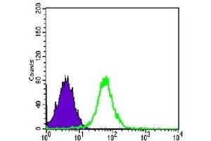 Flow cytometric analysis of PC-2 cells using CDH2 mouse mAb (green) and negative control (purple).