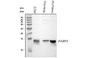Western blot analysis of liver FABP using anti-liver FABP antibody (ABIN3042384).