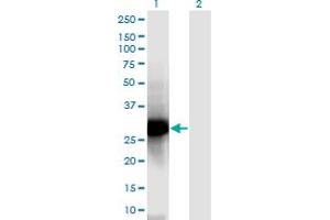 Western Blotting (WB) image for anti-Nucleophosmin/nucleoplasmin 2 (NPM2) (AA 1-214) antibody (ABIN948930)