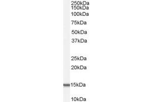 Western Blotting (WB) image for anti-UDP-GlcNAc:betaGal beta-1,3-N-Acetylglucosaminyltransferase 6 (Core 3 Synthase) (B3GNT6) (C-Term) antibody (ABIN2783603) (B3GNT6 antibody  (C-Term))