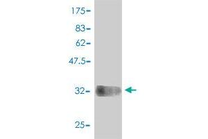 Western Blot detection against Immunogen (33. (COX6C antibody  (AA 1-75))