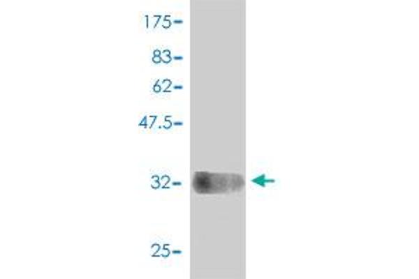 COX6C antibody  (AA 1-75)