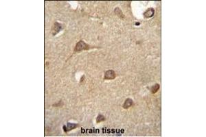 ENTPD3 antibody (C-term) (ABIN654673 and ABIN2844368) immunohistochemistry analysis in formalin fixed and paraffin embedded human brain tissue followed by peroxidase conjugation of the secondary antibody and DAB staining. (ENTPD3 antibody  (C-Term))