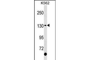 KIT Antibody (C-term ) (ABIN1537641 and ABIN2850298) western blot analysis in K562 cell line lysates (35 μg/lane). (KIT antibody  (C-Term))
