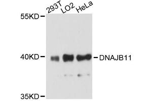 Western blot analysis of extracts of various cell lines, using DNAJB11 antibody. (DNAJB11 antibody)