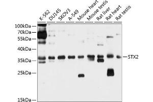 Western blot analysis of extracts of various cell lines, using STX2 antibody (ABIN6129592, ABIN6148663, ABIN6148664 and ABIN6214700) at 1:1000 dilution. (STX2 antibody  (AA 1-264))