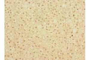 Immunohistochemistry of paraffin-embedded human adrenal gland tissue using ABIN7171184 at dilution of 1:100 (HERV-FRD Provirus Ancestral Env Polyprotein (Herv-frd) (AA 16-250) antibody)
