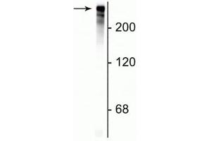 Western blot of rat cortical lysate showing specific immunolabeling of the ~280 kDa MAP2 protein. (MAP2 antibody)