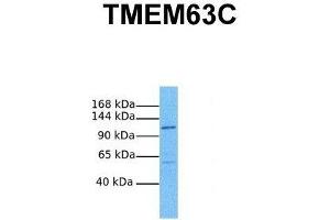 Host:  Rabbit  Target Name:  TMEM63C  Sample Tissue:  Human PANC1  Antibody Dilution:  1. (TMEM63C antibody  (Middle Region))
