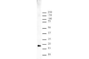 Histone H3 monomethyl Lys9 pAb tested by Western blot. (Histone 3 antibody  (H3K9me))