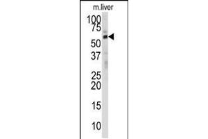 Western blot analysis of anti-DHCR24 Antibody in mouse liver tissue lysates (35ug/lane) (Seladin 1 antibody  (N-Term))