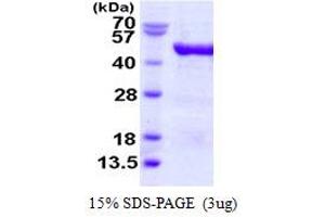 Vesicle Amine Transport 1 (VAT1) (AA 1-393) protein (His tag)