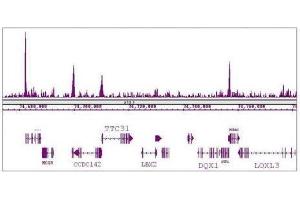 KLF5 antibody (pAb) tested by ChIP-Seq. (KLF5 antibody  (N-Term))