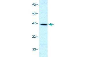 Western Blot analysis of HepG2 cell lysate with FOXF2 polyclonal antibody  at 1 ug/mL working concentration.