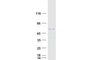 Validation with Western Blot (MAGEB4 Protein (Myc-DYKDDDDK Tag))