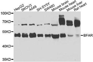 Western blot analysis of extracts of various cell lines, using BFAR antibody. (BFAR antibody  (AA 1-140))