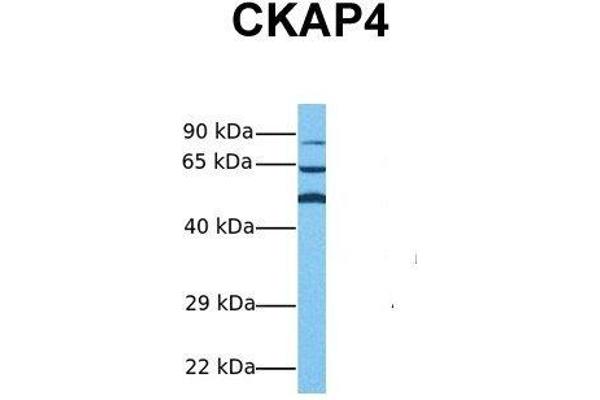 CKAP4 antibody  (Middle Region)