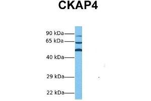 CKAP4 抗体  (Middle Region)