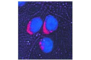Image no. 3 for anti-Glucose-6-Phosphate Isomerase (GPI) antibody (ABIN347737) (GPI antibody)