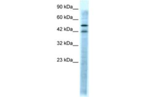 Western Blotting (WB) image for anti-Serotonin Receptor 3A (HTR3A) antibody (ABIN2463753) (Serotonin Receptor 3A antibody)