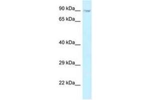 Image no. 1 for anti-Origin Recognition Complex, Subunit 3 (ORC3) (C-Term) antibody (ABIN6747702) (ORC3 antibody  (C-Term))