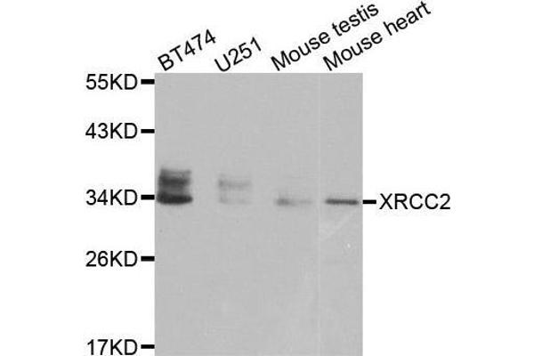 XRCC2 antibody