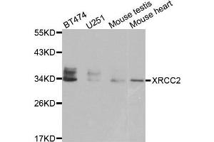 Western blot analysis of extracts of various cell lines, using XRCC2 antibody. (XRCC2 antibody)