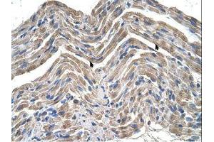 Image no. 1 for anti-Neuroplastin (NPTN) (AA 201-250) antibody (ABIN321178) (NPTN antibody  (AA 201-250))