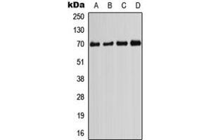 Western blot analysis of PIF1 expression in HeLa (A), HEK293T (B), Raw264. (PIF1 antibody  (Center))