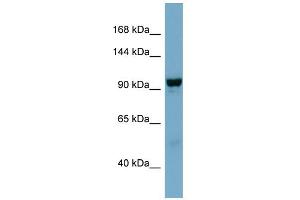 WB Suggested Anti-NDST4 Antibody Titration:  0. (NDST4 antibody  (Middle Region))