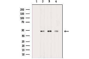 Western blot analysis of lysates from various samples, using Fas Ligand Mouse Monoclonal Antibody.