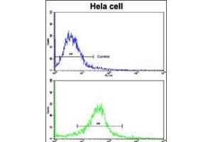 Flow cytometric analysis of hela cells using CLNS1A Antibody (bottom histogram) compared to a negative control cell (top histogram). (CLNS1A antibody  (AA 148-176))