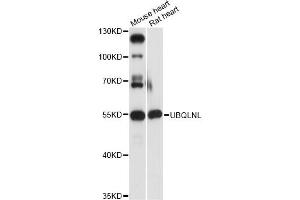 Western blot analysis of extracts of various cell lines, using UBQLNL antibody (ABIN6293258) at 1:3000 dilution.