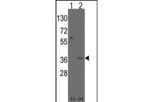 Western blot analysis of Msx2 (arrow) using rabbit polyclonal Msx2 Antibody (Human N-term) (ABIN389159 and ABIN2839325). (Msx2/Hox8 antibody  (N-Term))