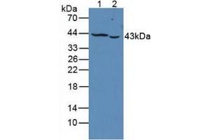 Western blot analysis of (1) Human K562 Cells and (2) Human Jurkat Cells.