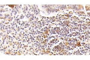 Immunohistochemistry (IHC) image for anti-Fibroblast Growth Factor 15 (FGF15) (AA 25-218) antibody (ABIN7444049)